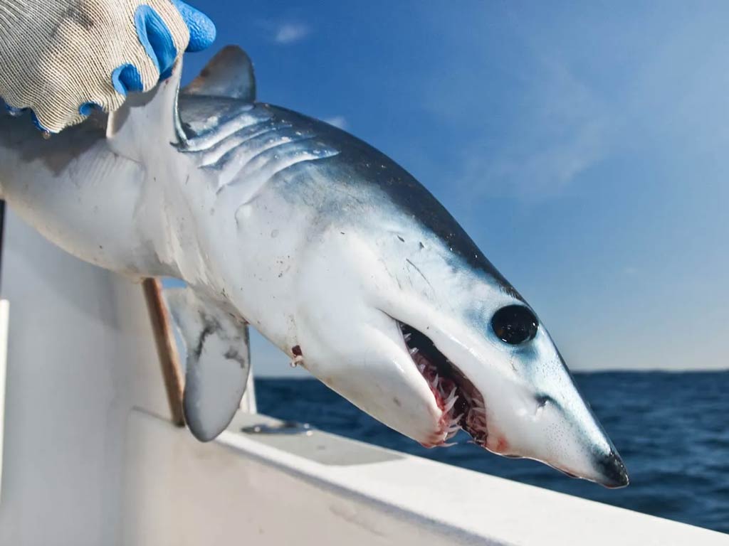 A young Mako Shark being released over the side of a California charter fishing boat.