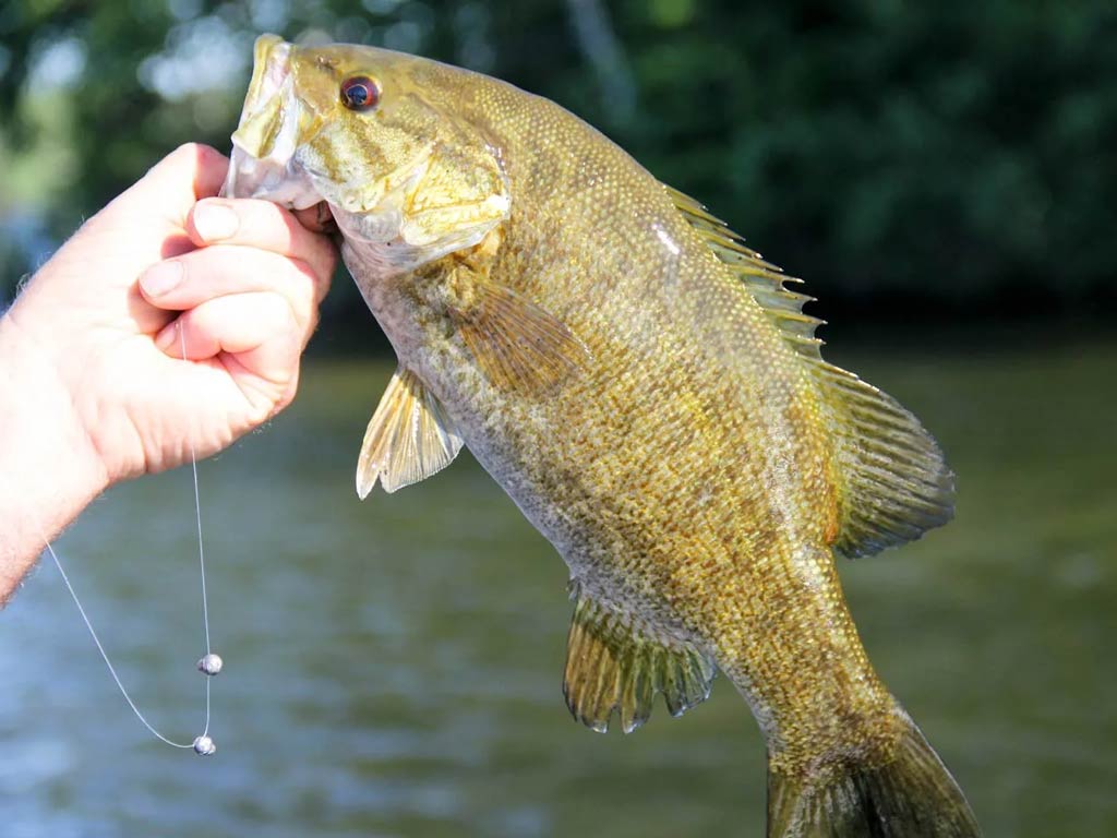 A Smallmouth Bass frequently caught in the freshwater lakes near Oceanside, California.