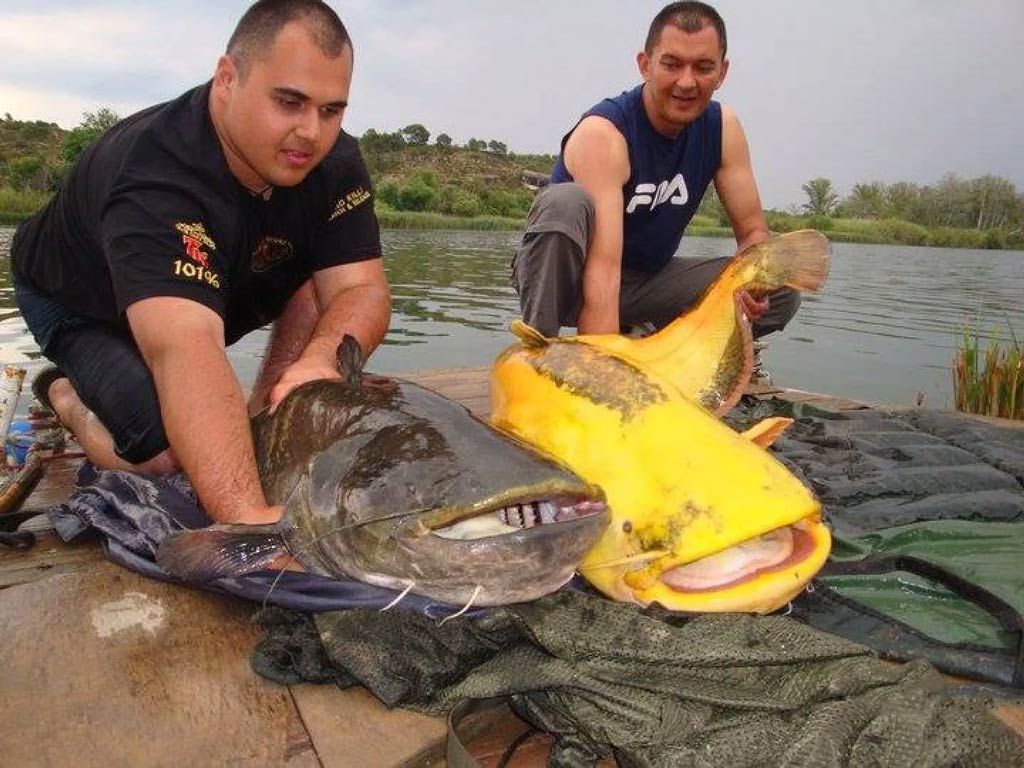 Two men hold two large Catfish on the banks of the Ebro River