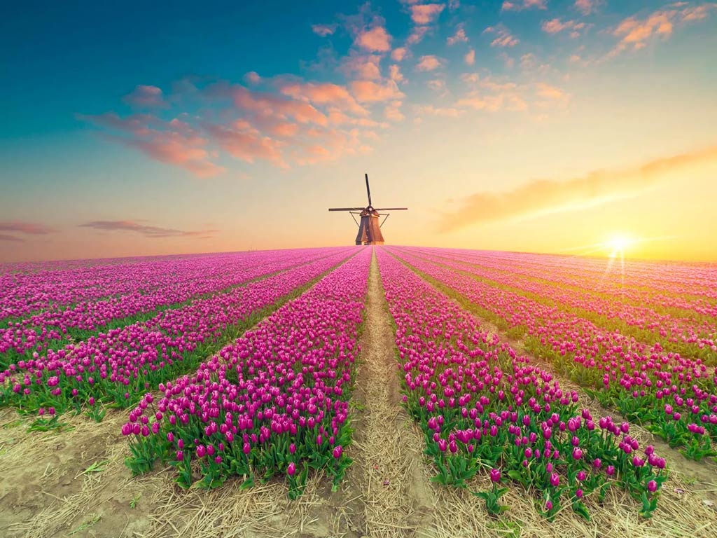 A magican photo of the landscape in the Netherlands, with a view of a tulip field with and a windmill in the distance during the golden hour