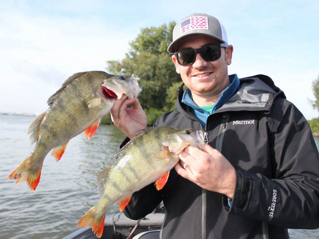 A photo featuring an angler standing on a charter boat and posing while holding two specimens of Perch on a sunny day