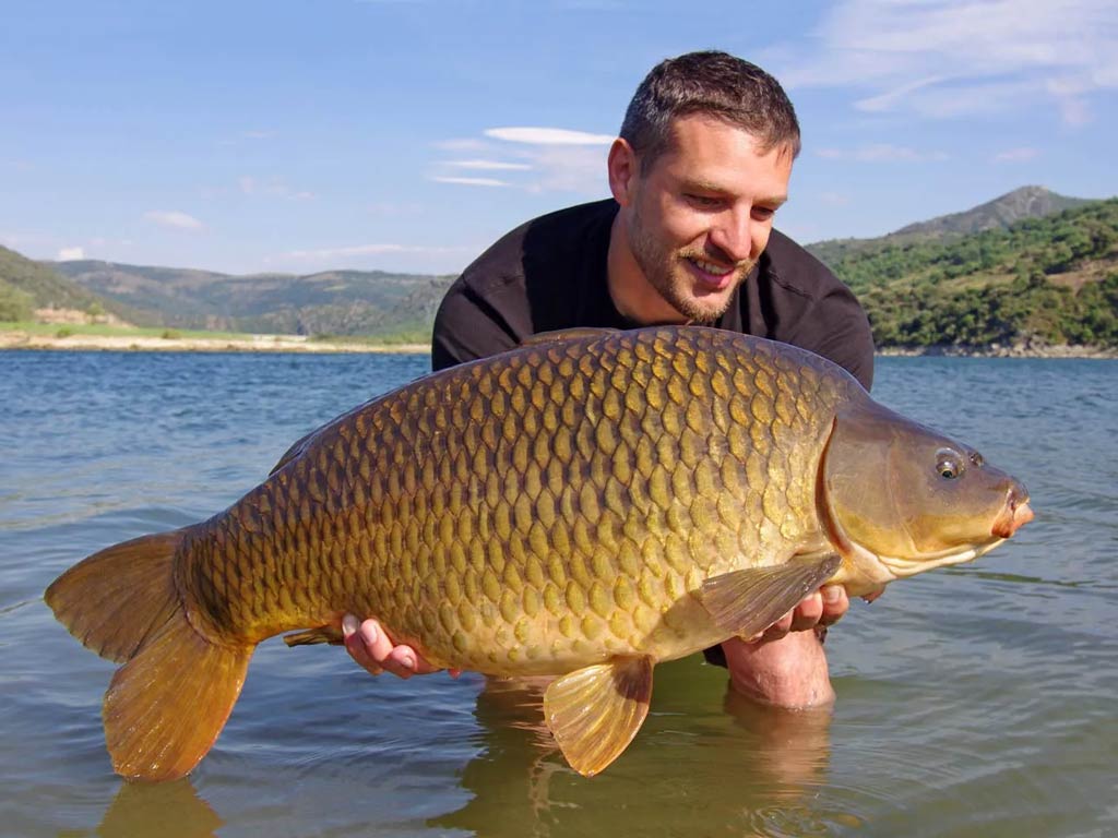 A photo featuring a wade fishing angler standing in the water and posing while holding a big Carp with both hands above the surface of the water