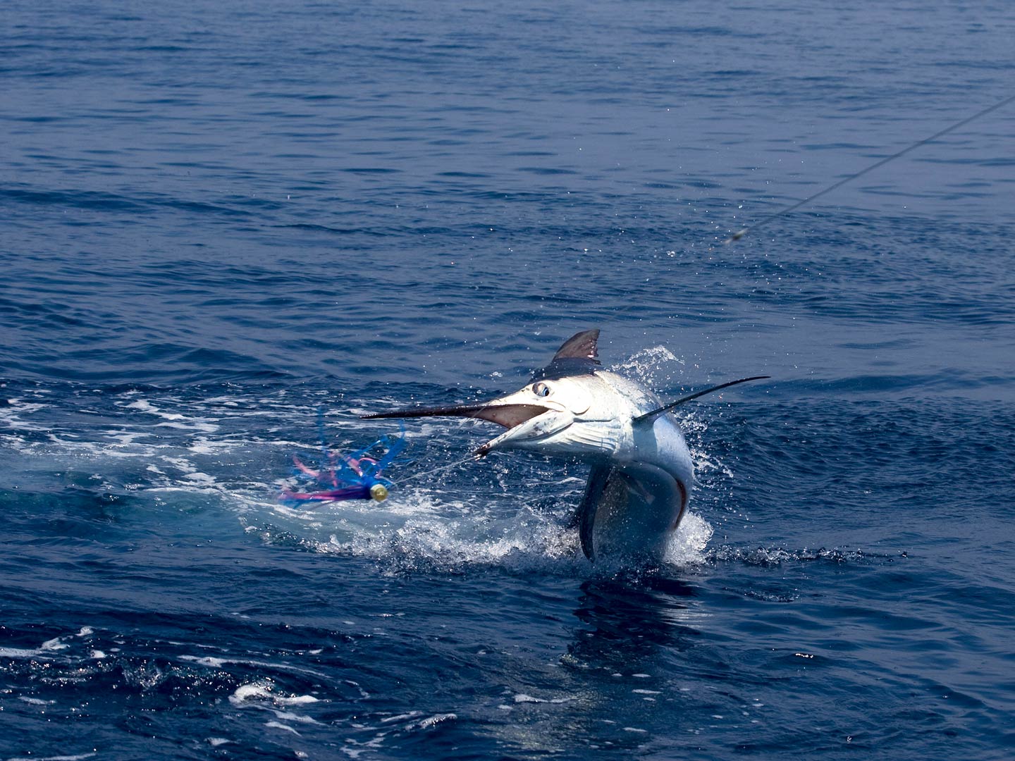 A close up of a Marlin jumping out of the bluewater