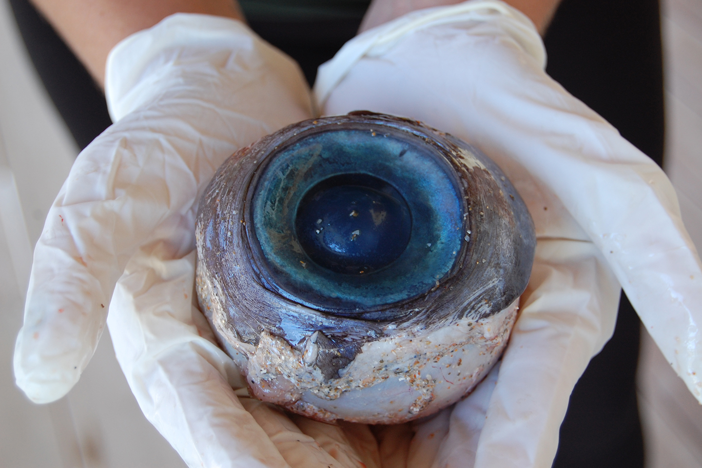 A giant eyeball being held in a pair of gloved hands