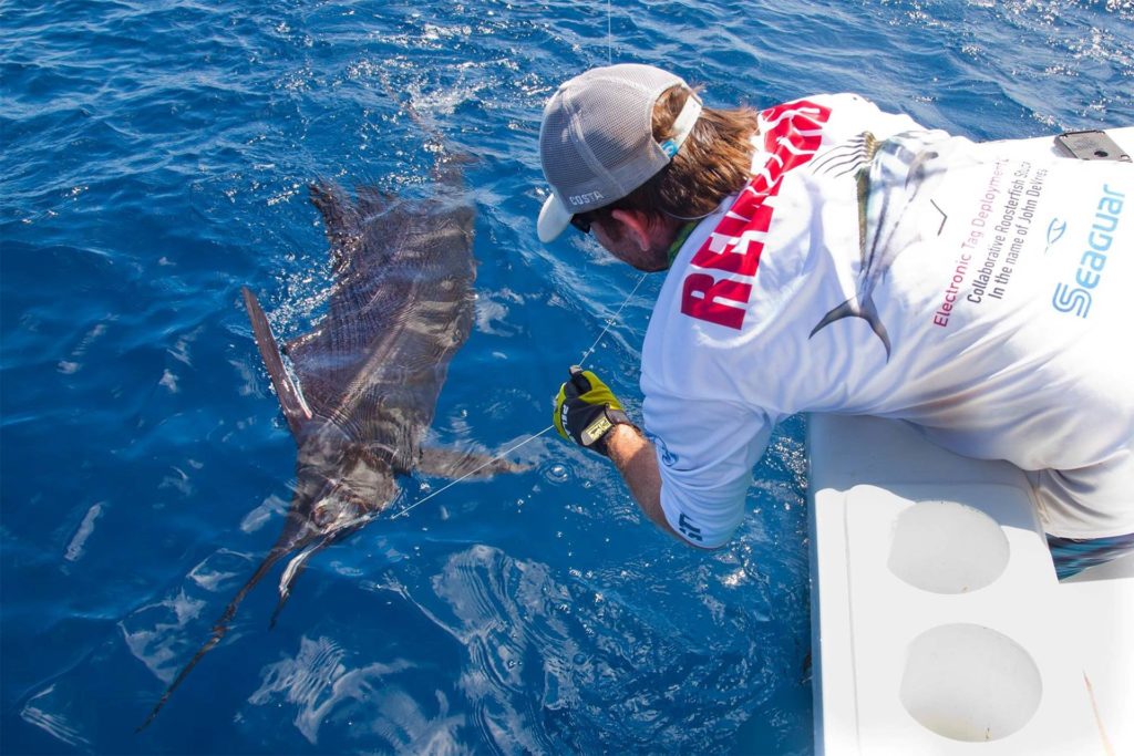 An angler tries to release a Sailfish from a charter fishing boat in Costa Rica