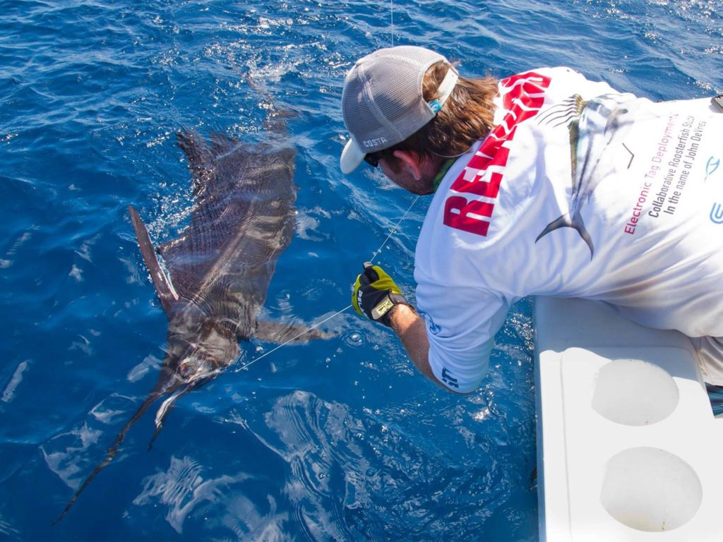An angler tries to release a Sailfish from a boat in Costa Rica