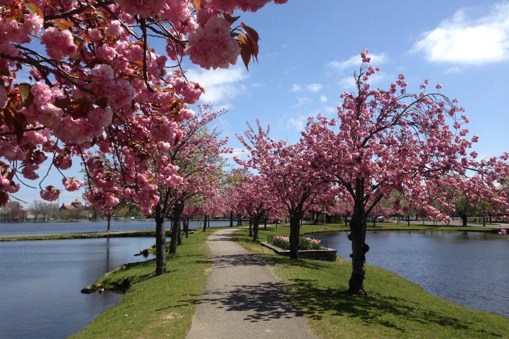 Cherry Blossom trees overlook the water in Babylon, NY, with a path splitting the waterways