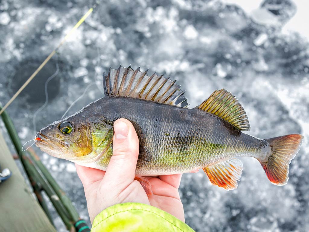 An angler holding a big Yellow Perch caught while ice fishing