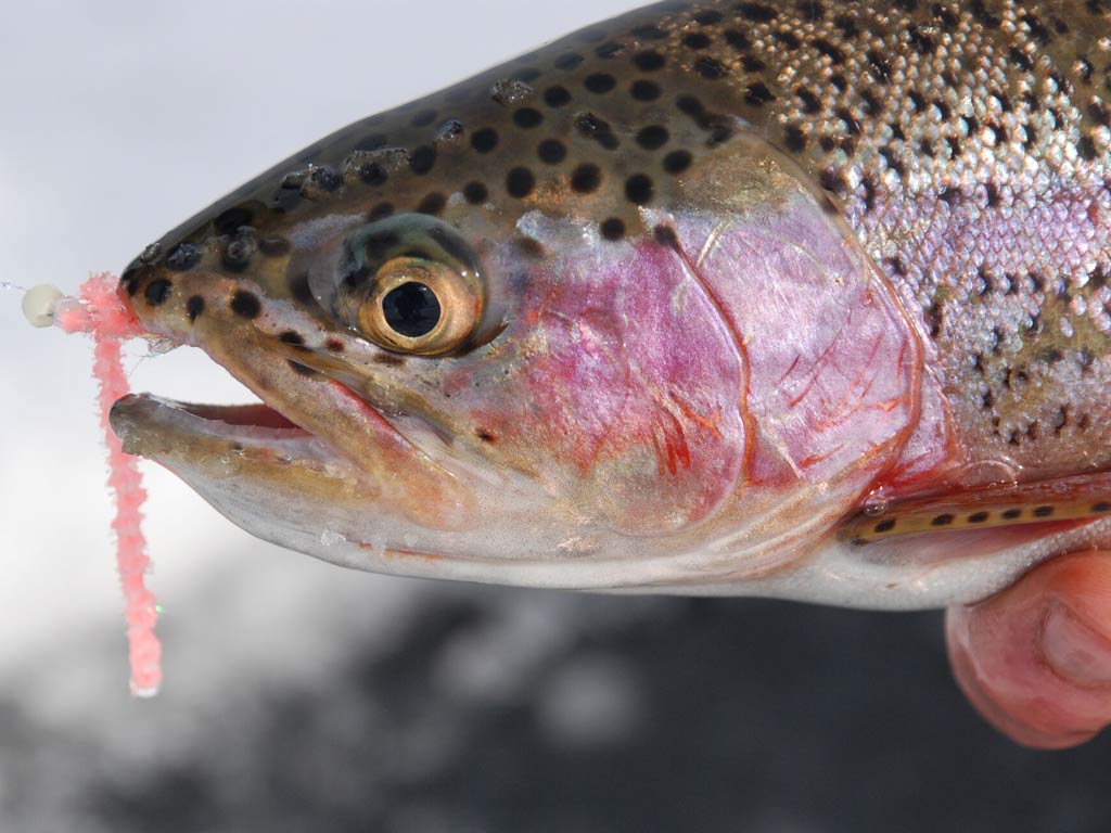 A Trout caught while ice fishing in the Andero Reservoir, one of the best ice fishing destinations in the US