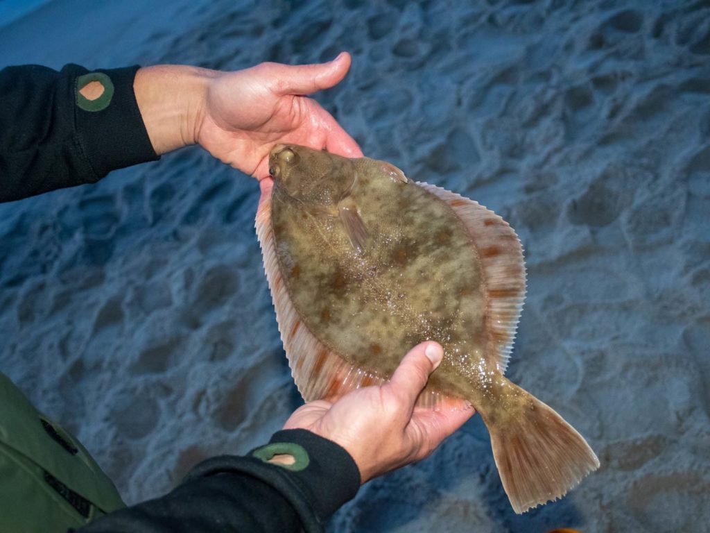 A European Flounder in the hands of a fisherman on the shore night fishing
