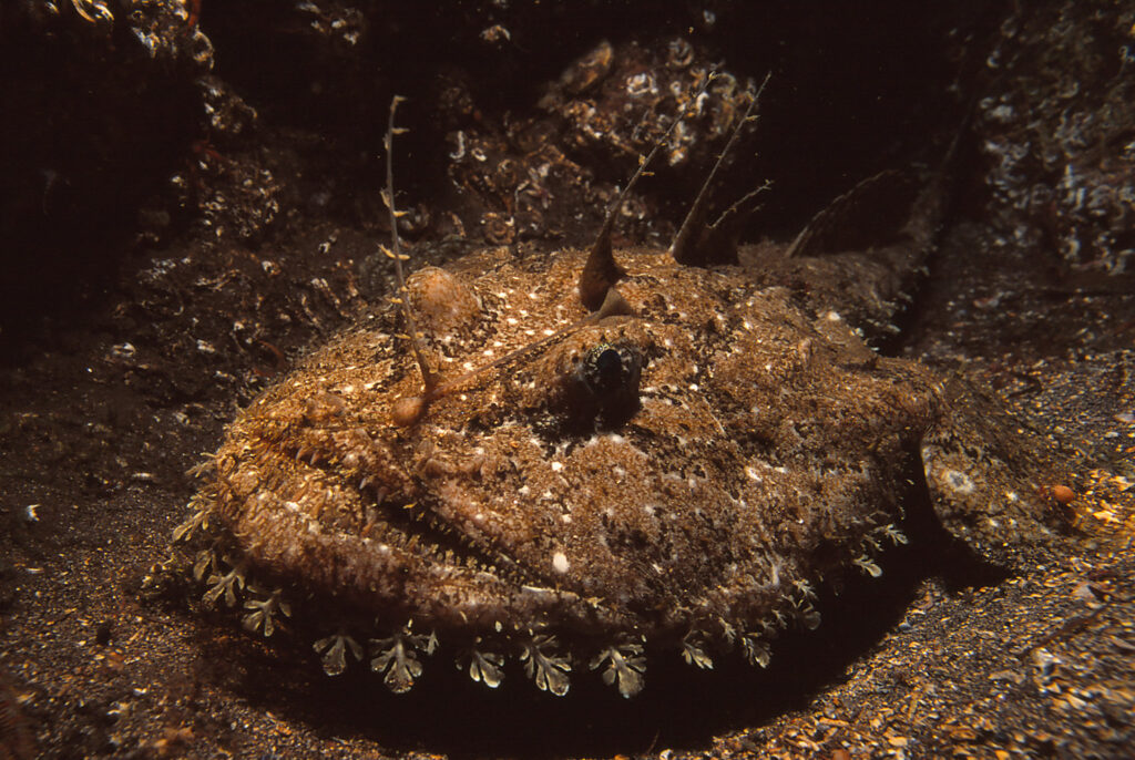 A camouflaged Anglerfish lies on the seafloor, blending in with the surrounding rocks and sand waiting for their prey or mate.