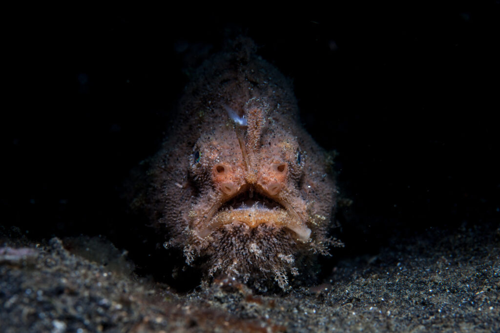 A Brown Anglerfish with textured skin and a downturned mouth rests on the dark ocean floor, partially illuminated.