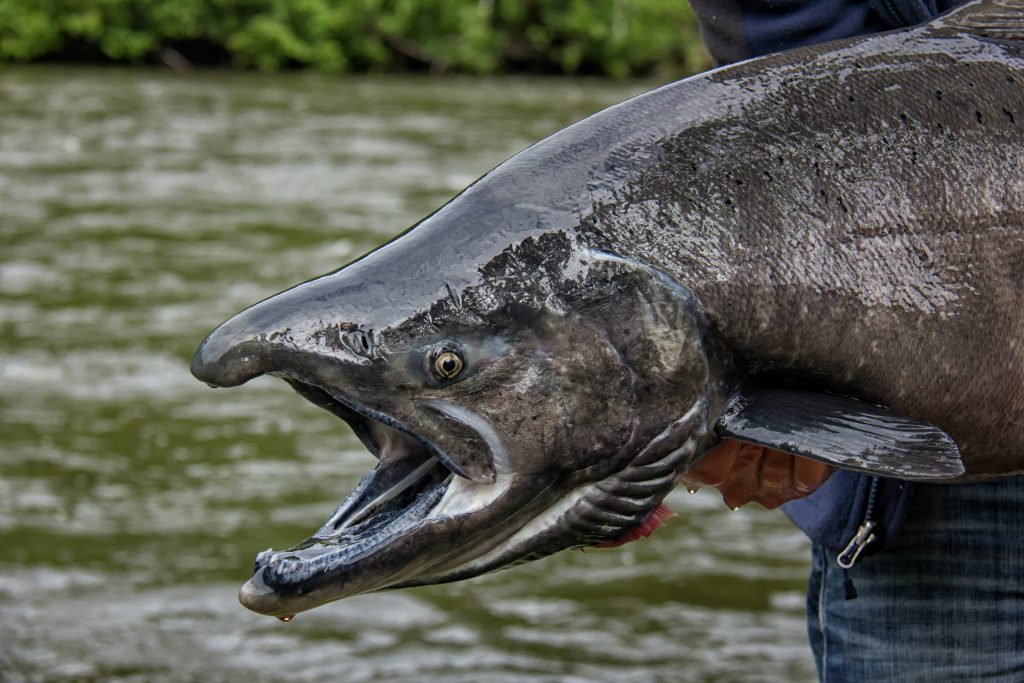Ein m&auml;nnlicher Lachs, der von einem Angler gehalten wird.
