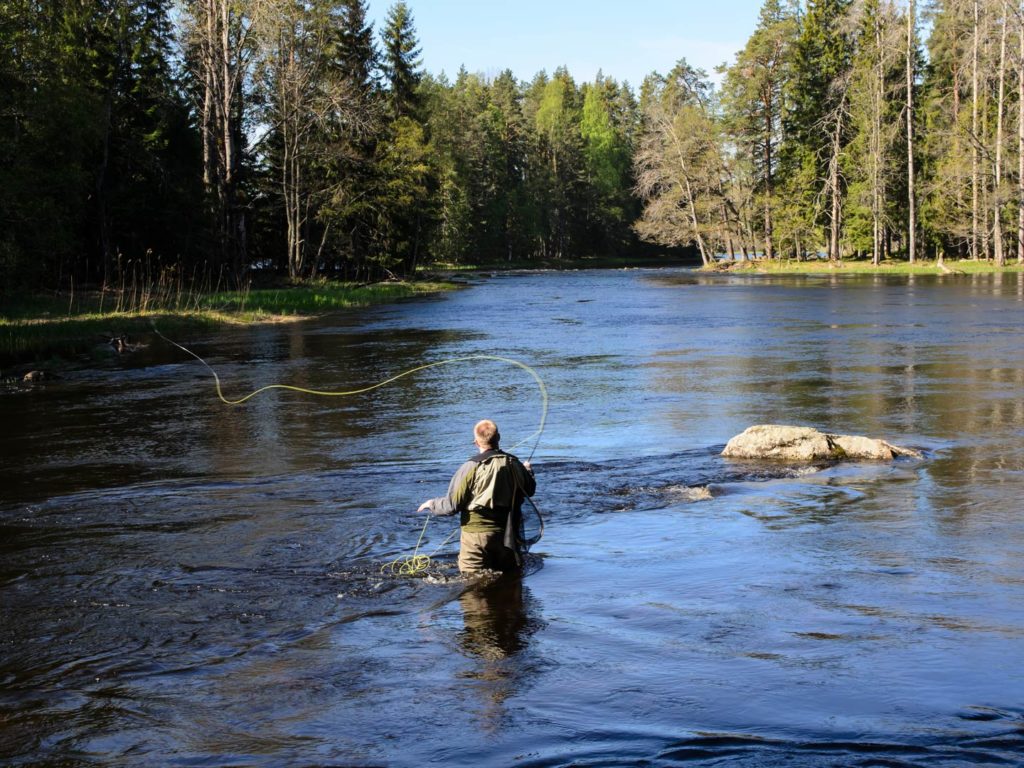 A wader fly fishing in a river on a sunny day with trees in the background