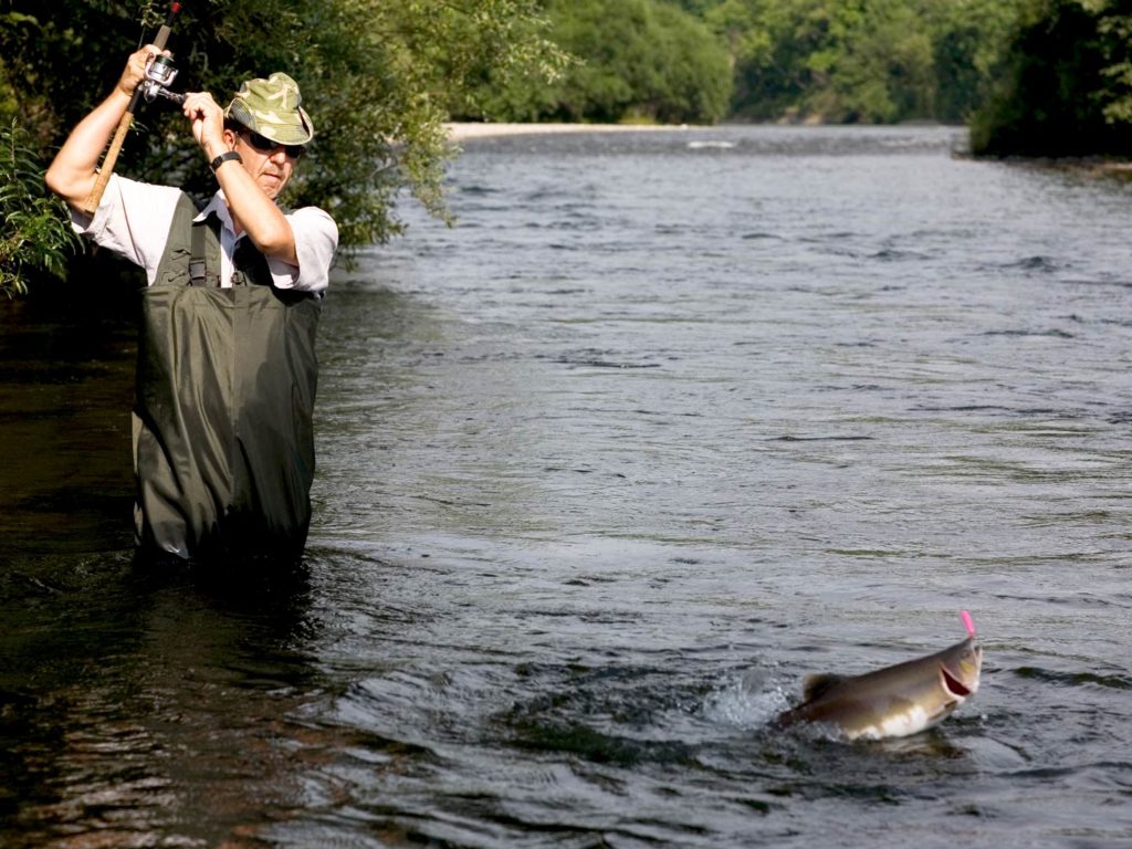An angler fishing for Pink Salmon in a river on a sunny day