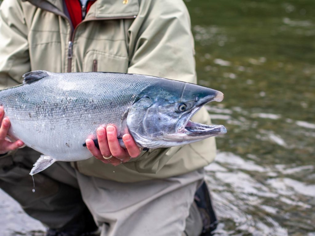 A closeup of an angler holding a Coho Salmon while standing in a river