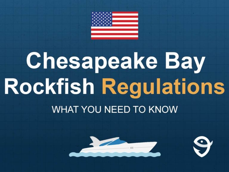 Rockfish Fishing in Chesapeake Bay The Complete Guide for 2024