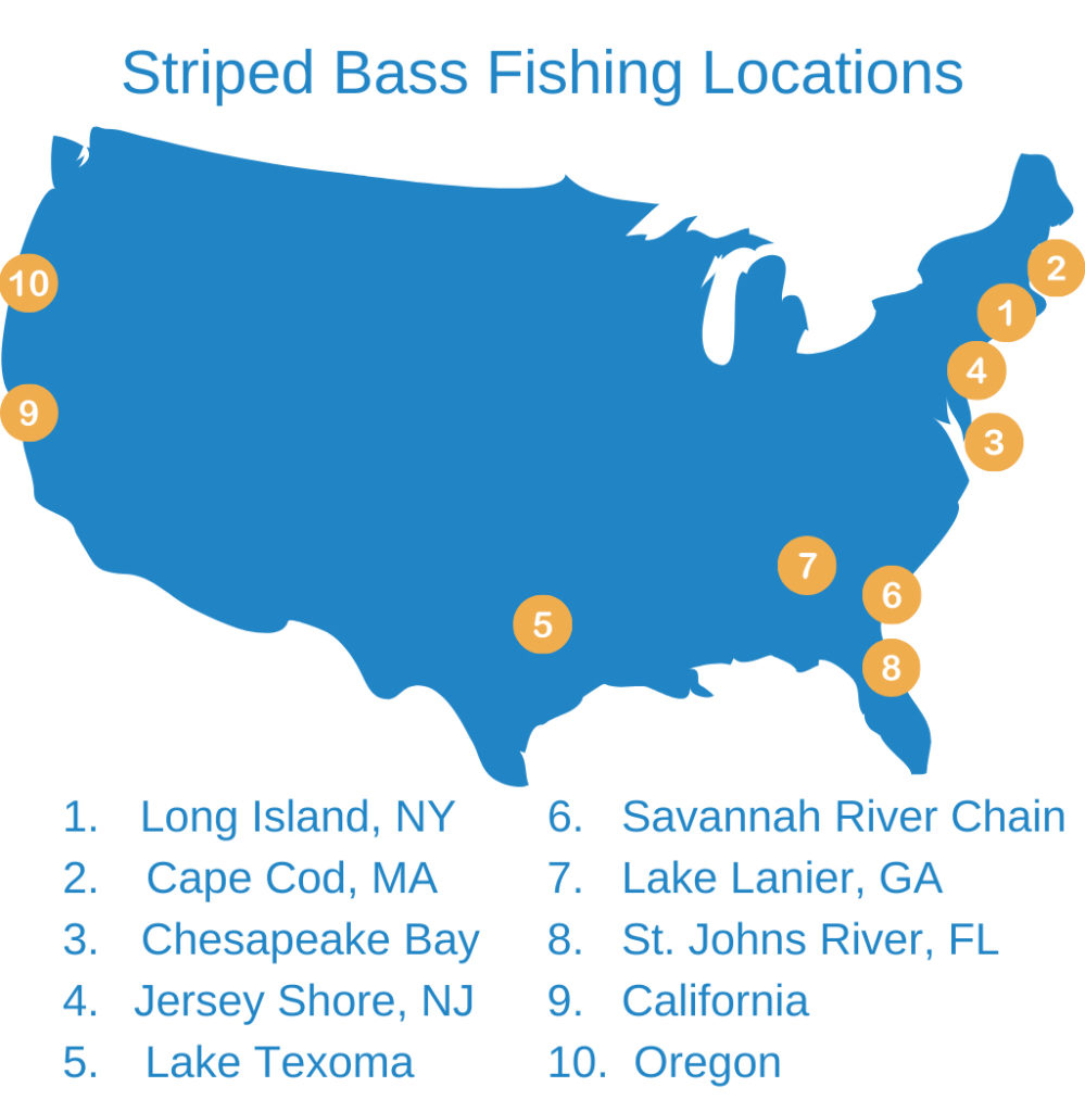 An infographic showing the top locations for Striped Bass fishing in the USA: Long Island, Cape Cod, Chesapeake Bay, Jersey Shore, Lake Texoma, Lake Lanier, St. Johns River, Savannah River Chain, California, and Oregon