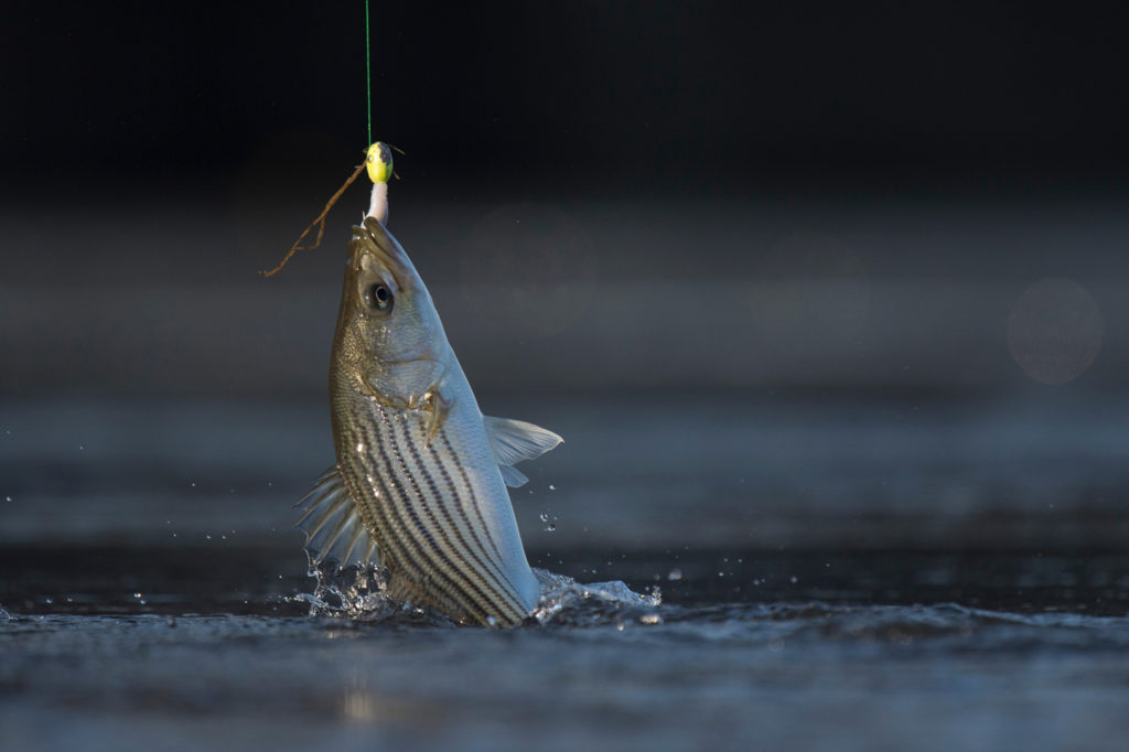 A small Striped Bass being pulled from the water on a fishing line