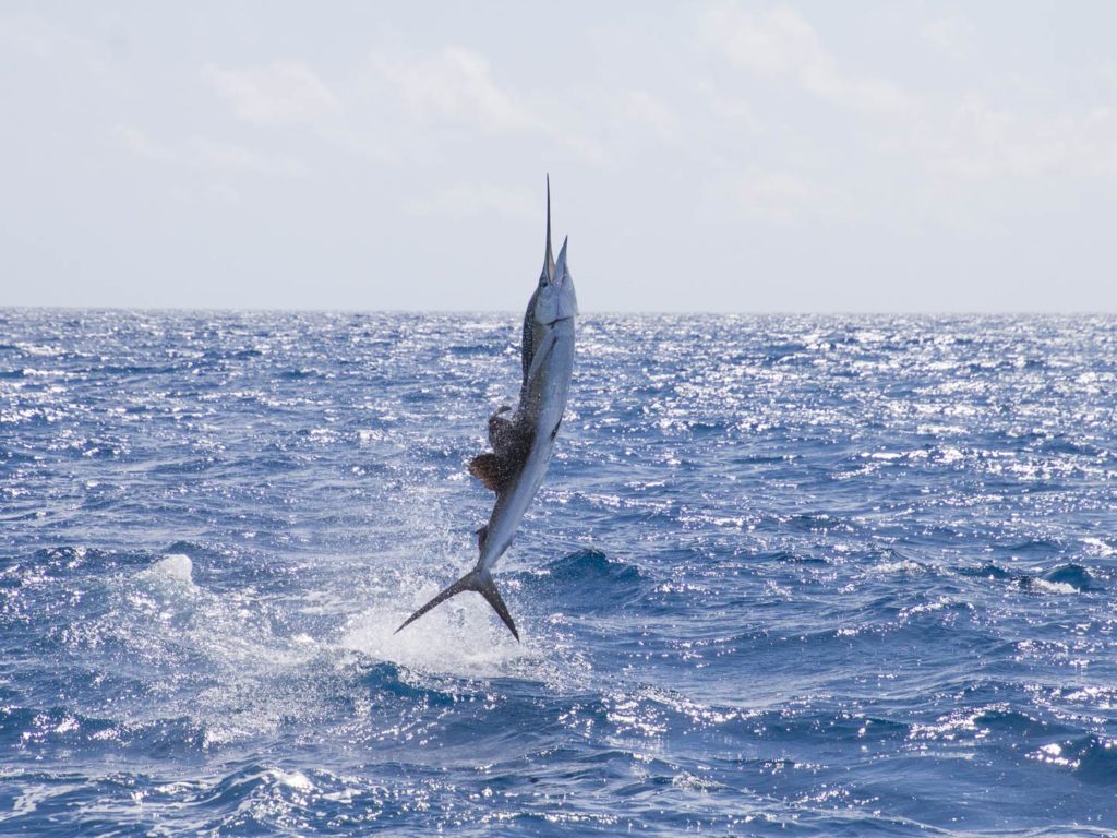 A Sailfish jumping out of the water somewhere in near Panama City.