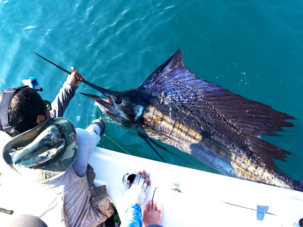 An angler holding a Sailfish in the waters of Panama City Beach