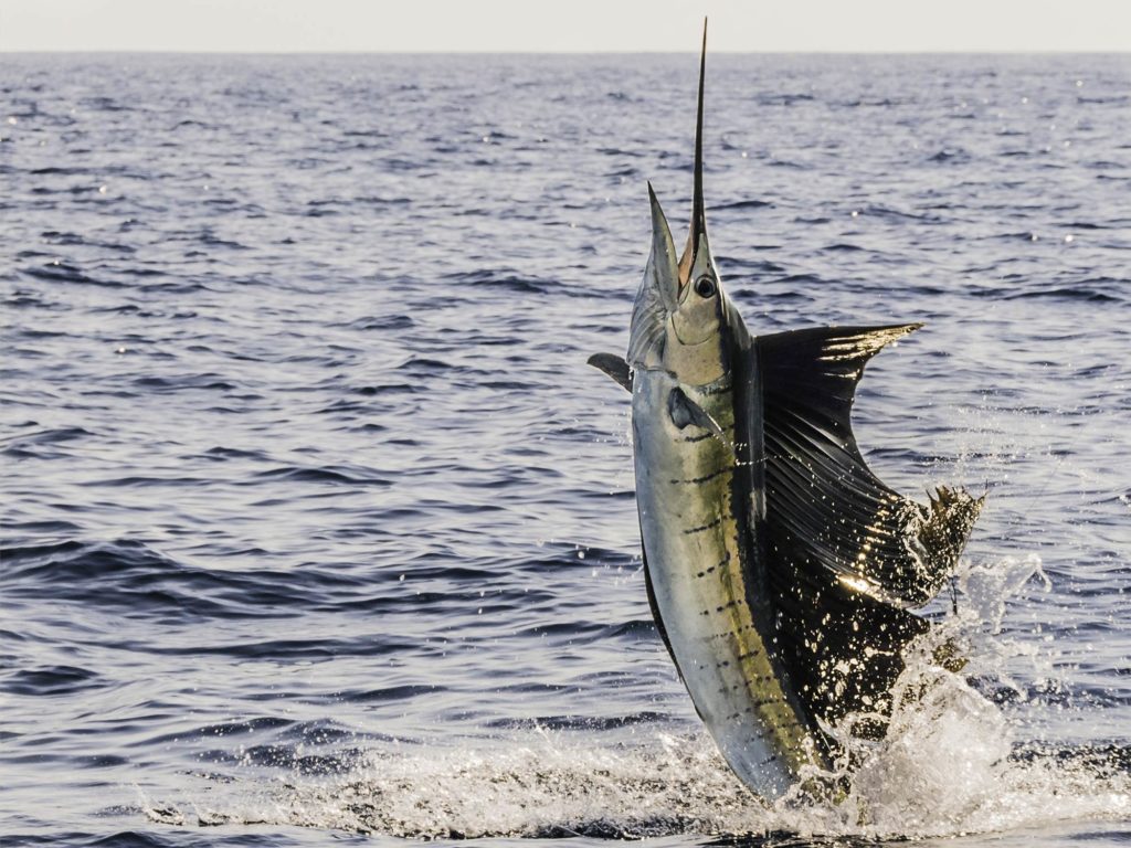 Sailfish hooked on a fishing line, jumping out of the water