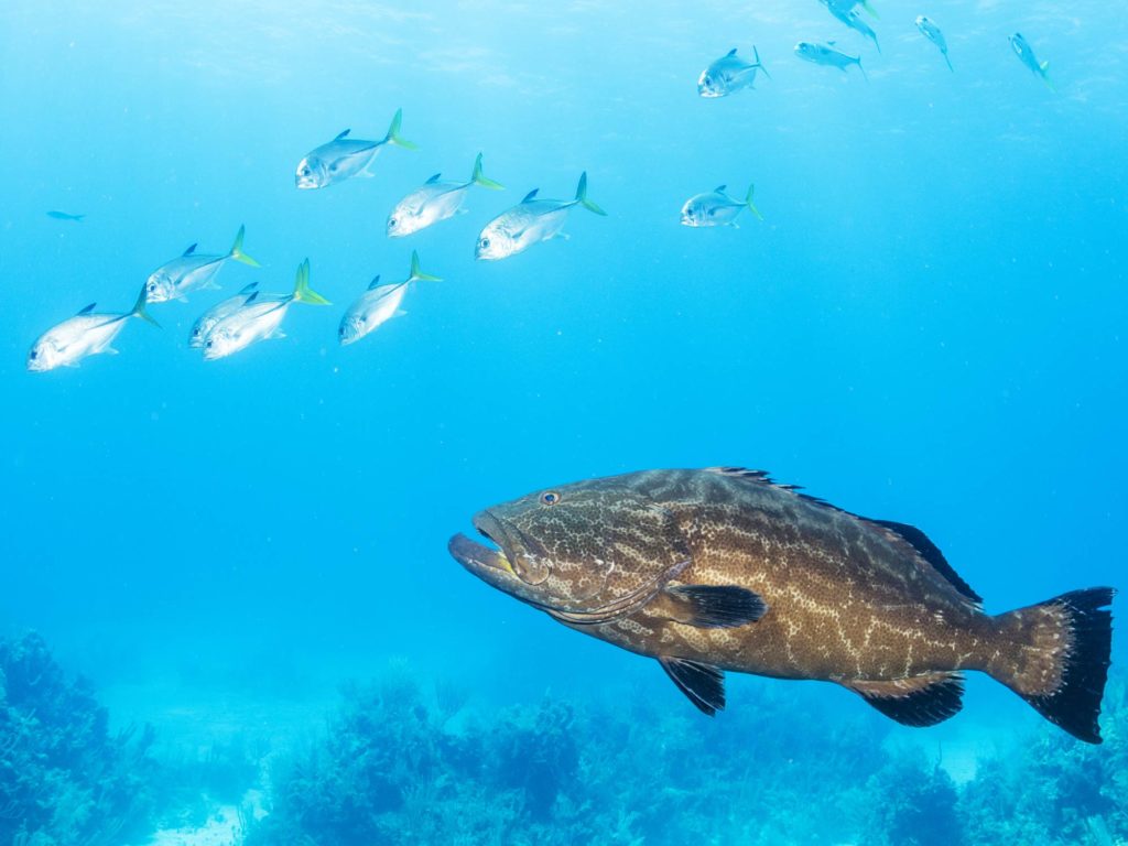 Grouper fish and bait fish underwater