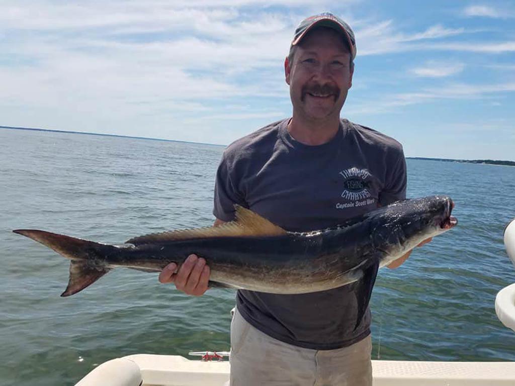 A person proudly holds a large Cobia on a boat in Chesapeake Bay. They're wearing a cap, a dark T-shirt, and shorts. With the sky clear and the water calm, it's the perfect day for fishing.