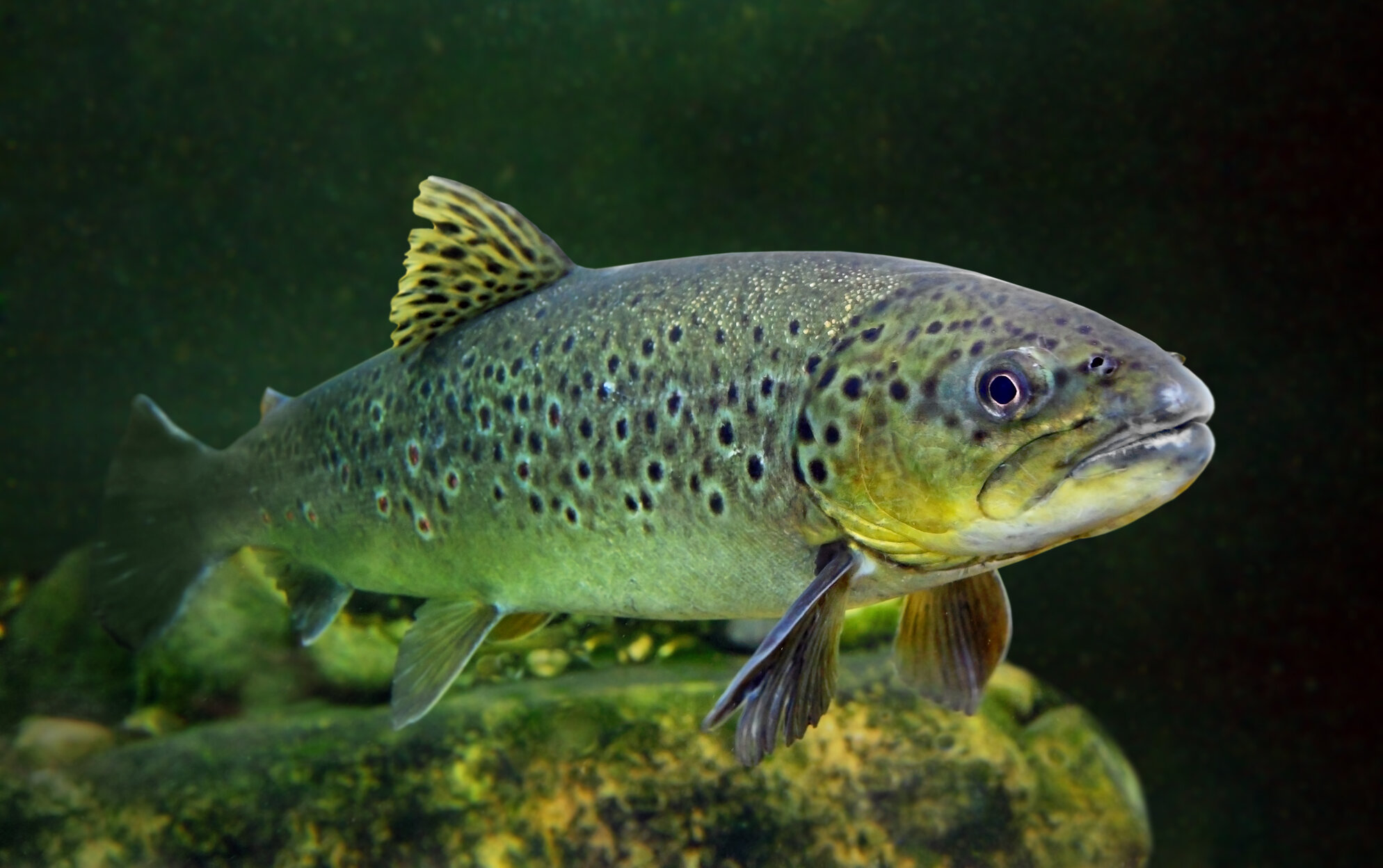 A Brown Trout swims underwater near rocks, displaying a speckled body, fins, and a slightly open mouth against a greenish background.
