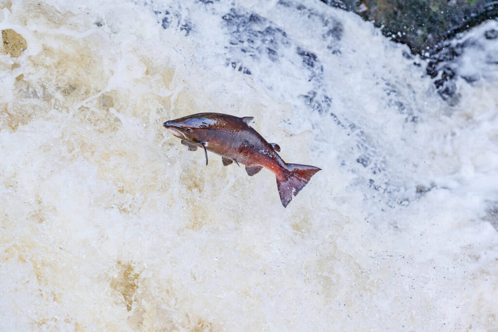 Ein springender Atlantischer Lachs in Laichf&auml;rbung an einer Stromschnelle.