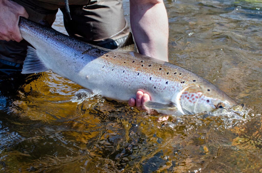 Ein Atlantischer Lachs wird von einem Angler an der Wasseroberfl&auml;che gehalten.