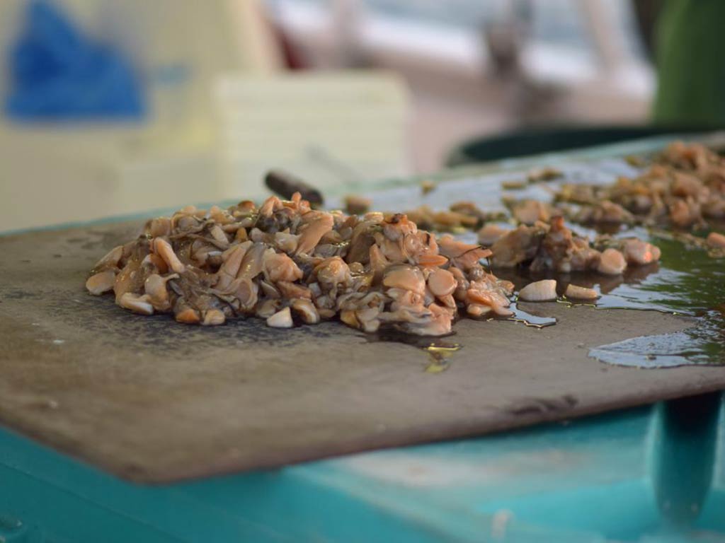 A close-up of chopped seafood pieces on a cutting board, with a teal surface in the background, ready to be used for chum fishing.