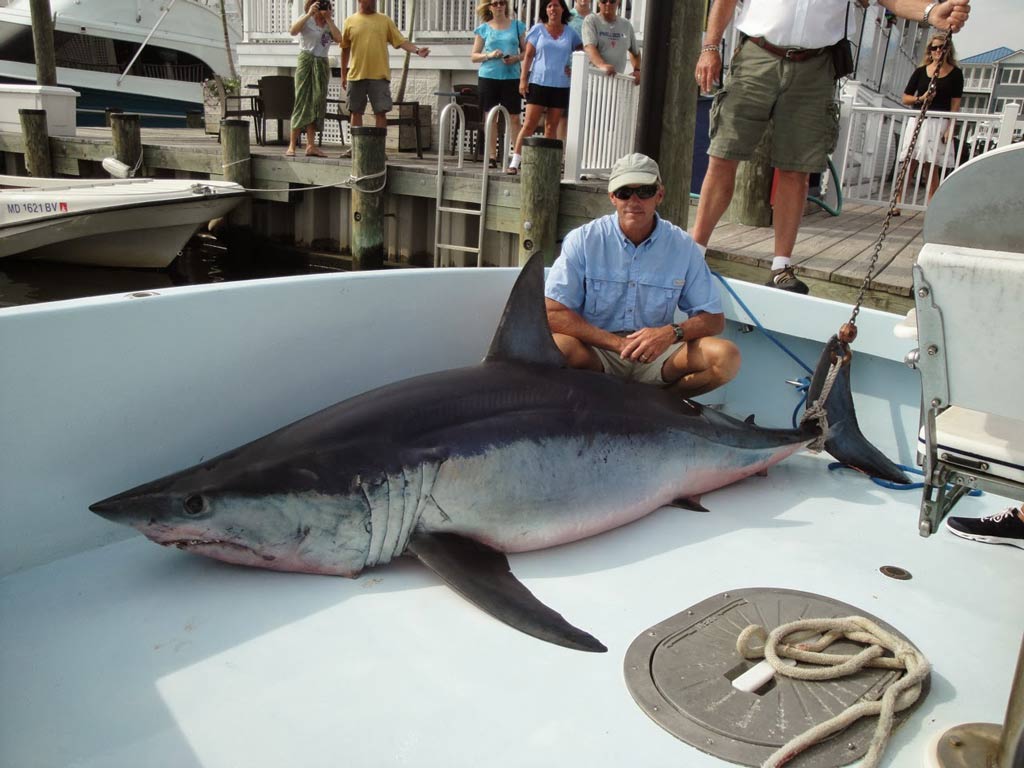 A charter fishing captain posing with a huge Mako Shark back at the dock in Ocean City