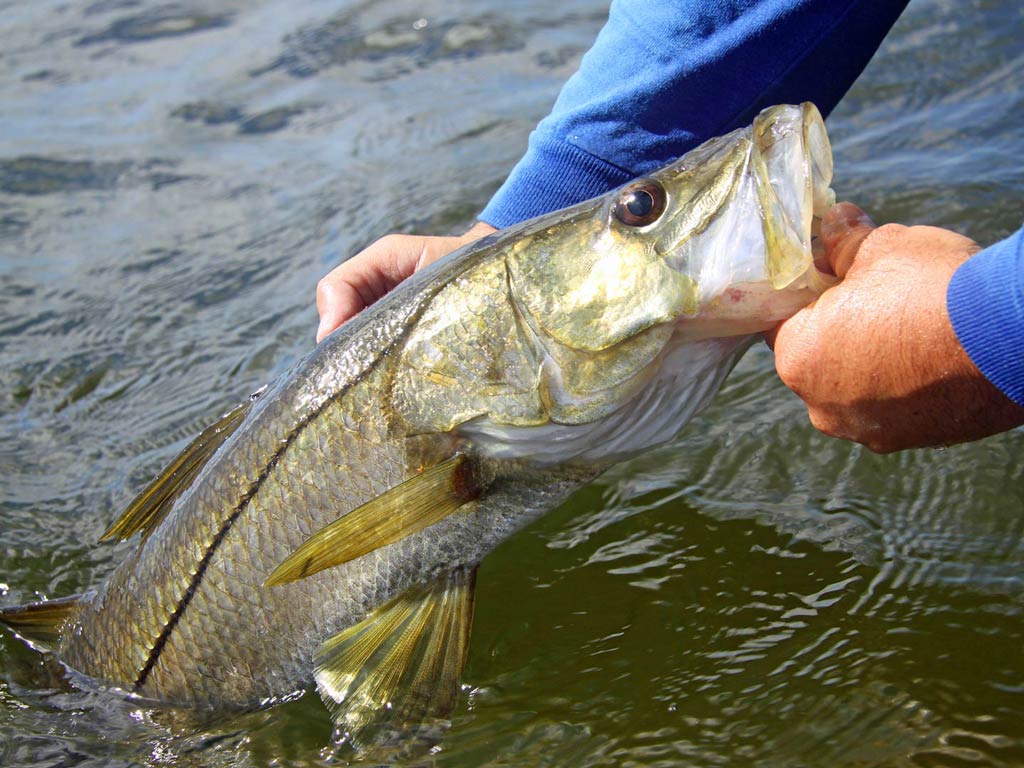 A photo featuring hands of an angler while holding a big Snook and trying to pull it out of the water