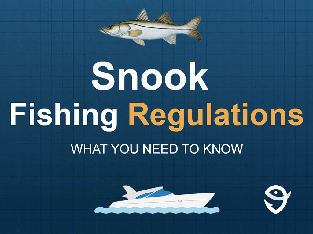 An infographic featuring a vector of a Snook fish above text saying "Snook Fishing Regulations, What You Need to Know" above a vector of a boat and the FishingBooker logo against a blue background