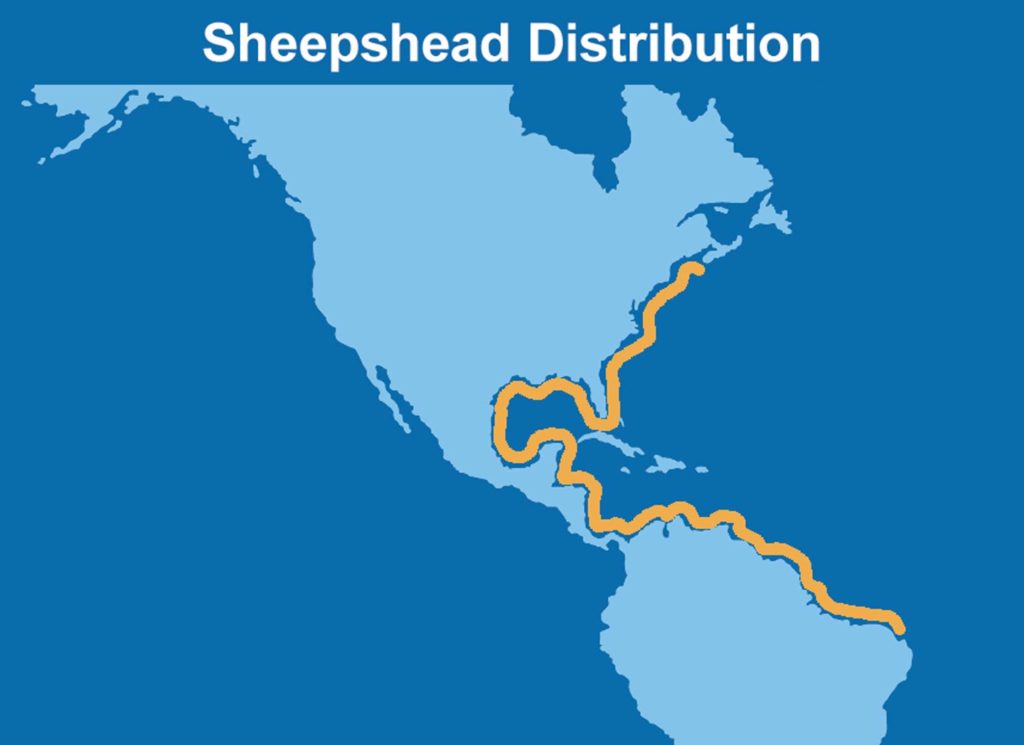 An infographic showing the distribution map of Sheepshead