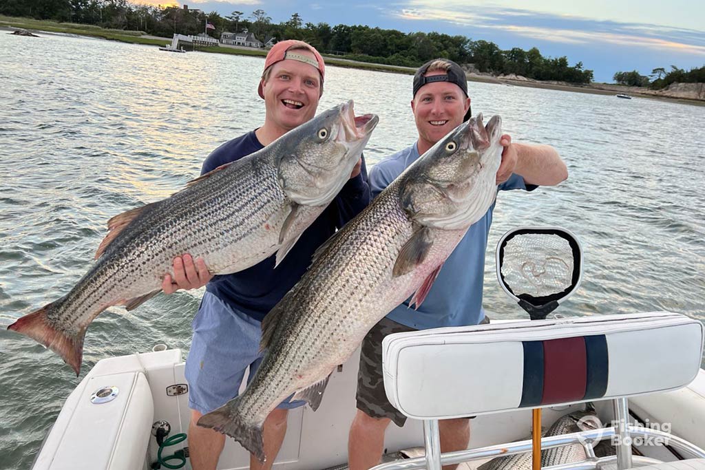 Two people on a boat each hold a large Striped Bass, smiling at the camera while fishing in Massachusetts, with water and shoreline in the background.