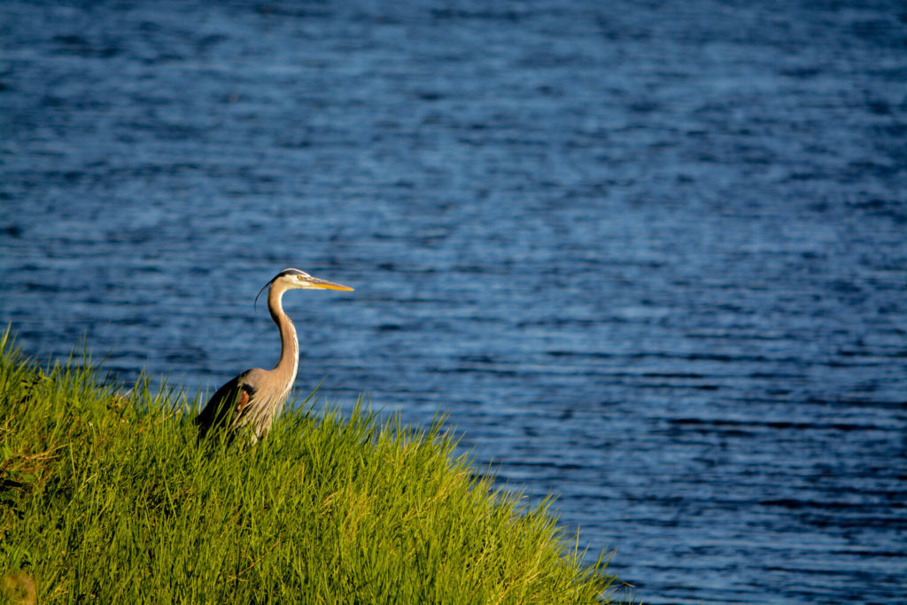 A Great Blue Heron standing in tall grass on the shore of Lake Okeechobee, looking over the waters.