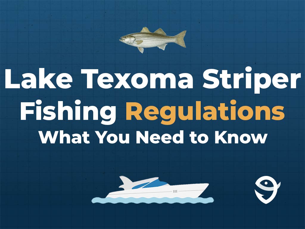An infographic featuring a vector of a Striped Bass Tuna fish above text saying "Lake Texoma Striper Fishing Regulations, What You Need to Know" above a vector of a boat and the FishingBooker logo against a blue background