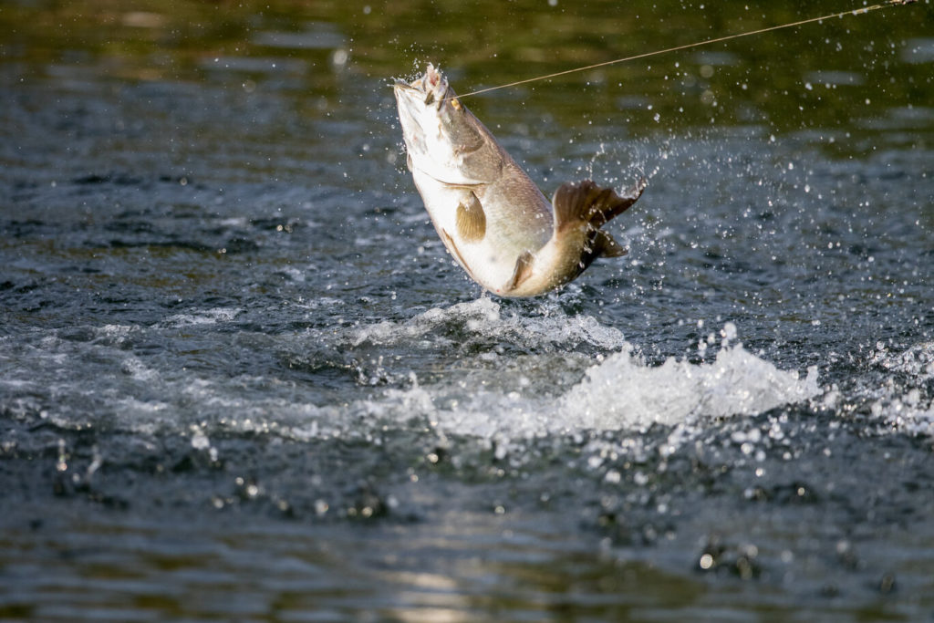 A Barramundi that has taken the bait and is jumping out of the water to shake off the hook