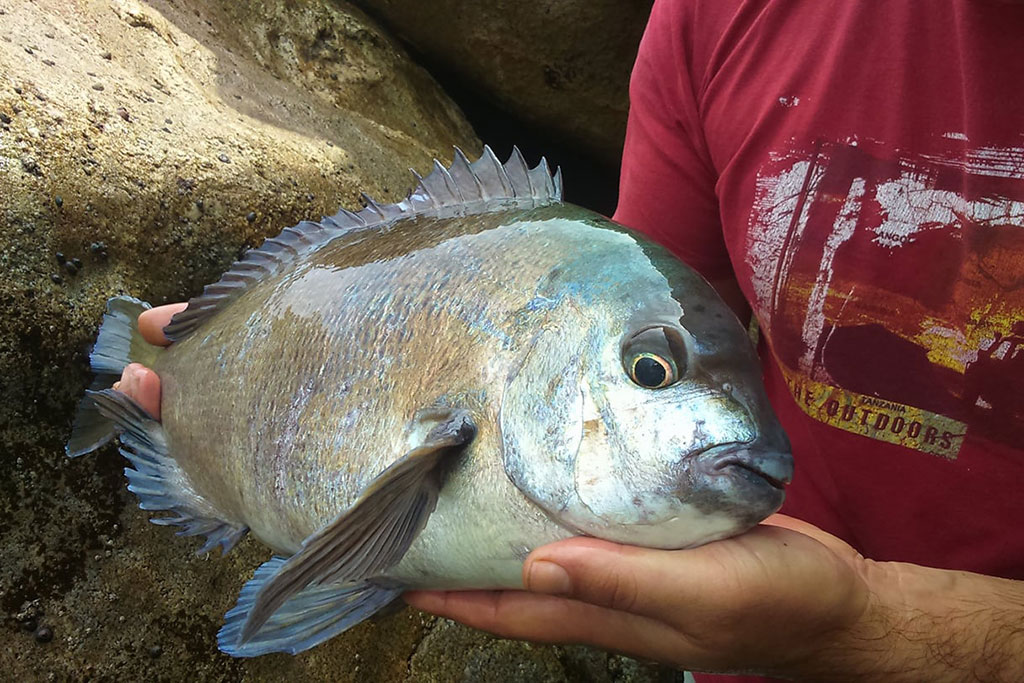 An angler holds a fish caught inshore near Port St. Johns