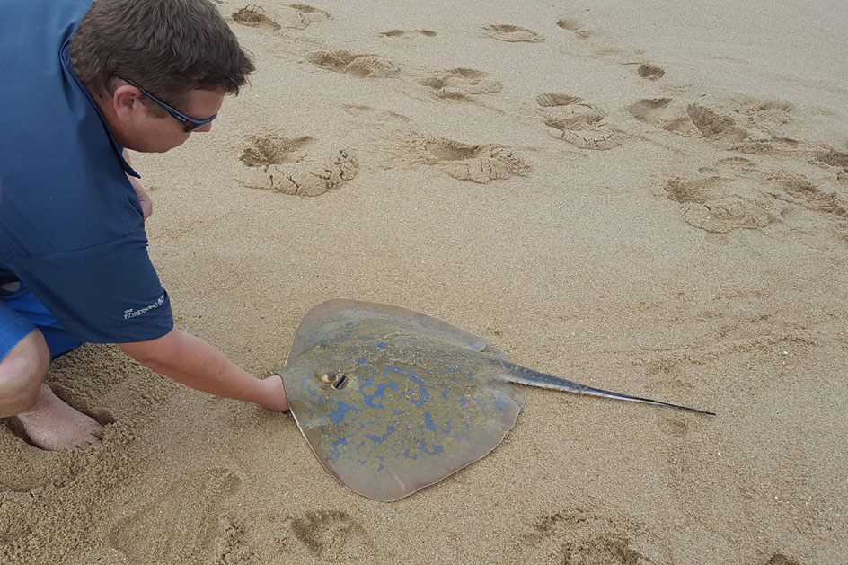 An angler holds a Ray in the sand near Shelly Beach