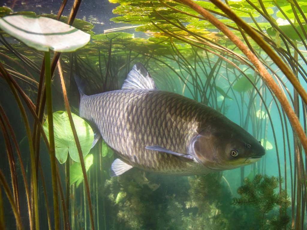 A closeup of a Carp underwater, surrounded by vegetation