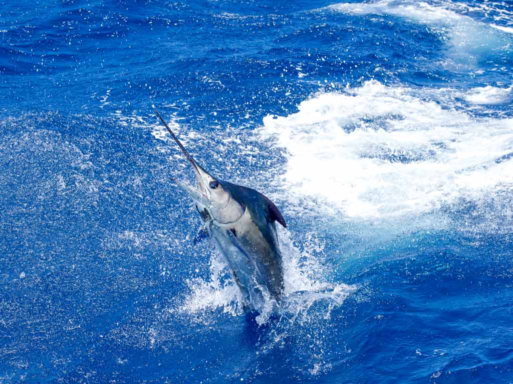 A Blue Marlin leaping out of the ocean.
