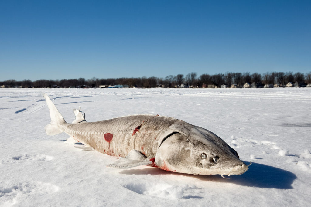 A speared Sturgeon lies on the ice on Lake Winnebago.