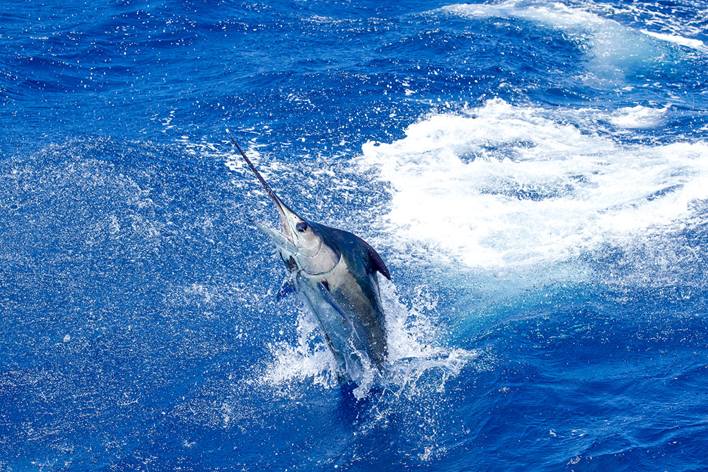 A Blue Marlin breaks through the water tops after being hooked 