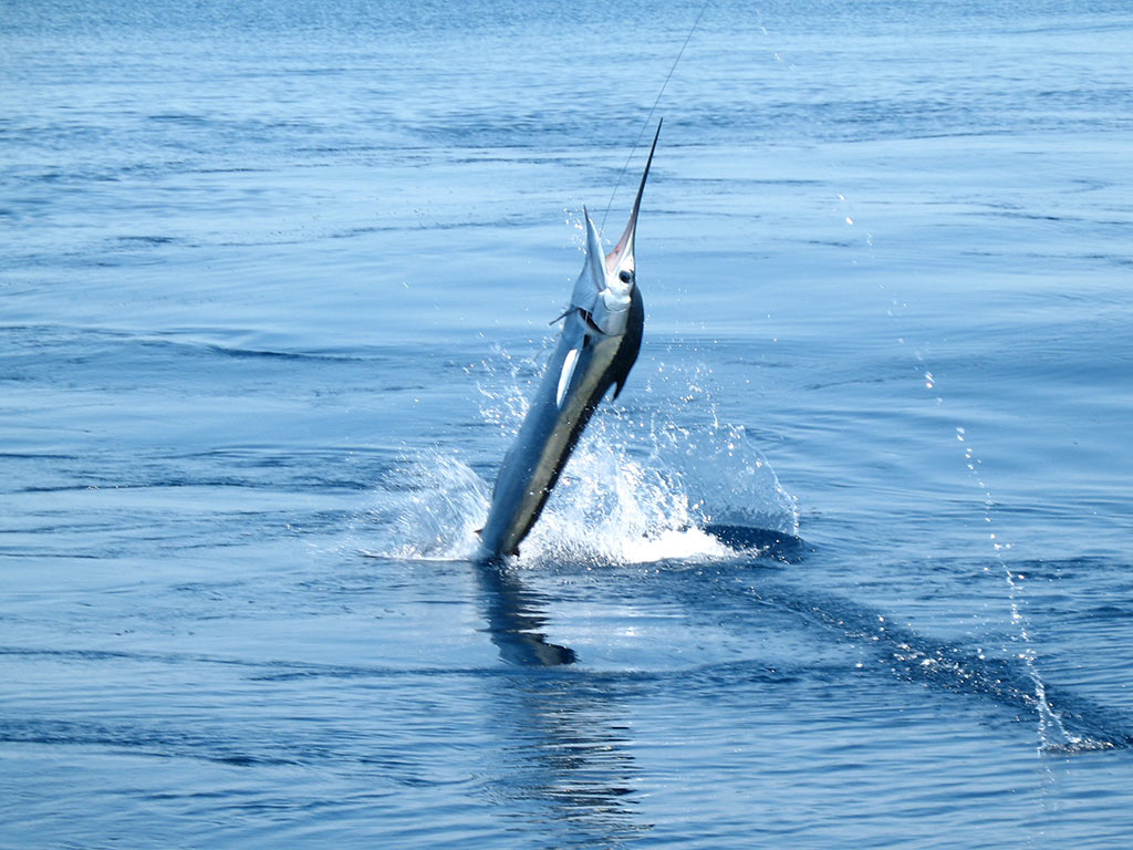 A Blue Marlin leaping in the air after being hooked by an angler somewhere in the Gulf of Mexico.