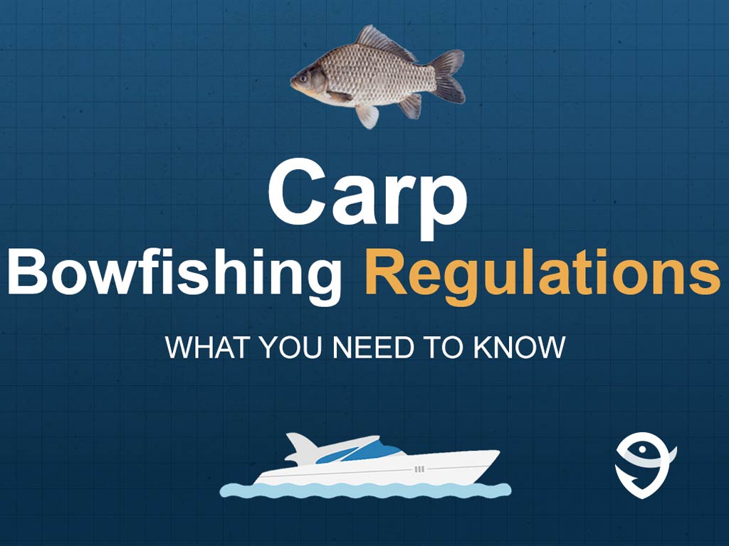 An infographic featuring a vector of a Carp fish above text saying "Carp Bowfishing Regulations, What You Need to Know" above a vector of a boat and the FishingBooker logo against a blue background