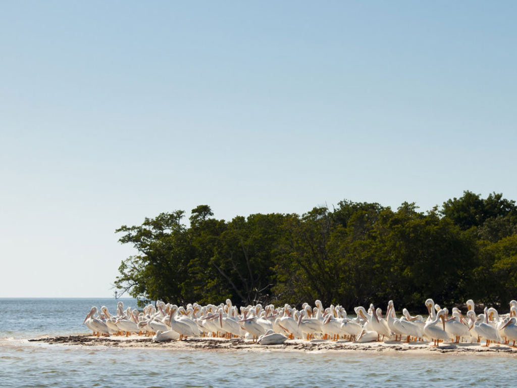 A flock of white pelicans at the beach on Chokoloskee Island.