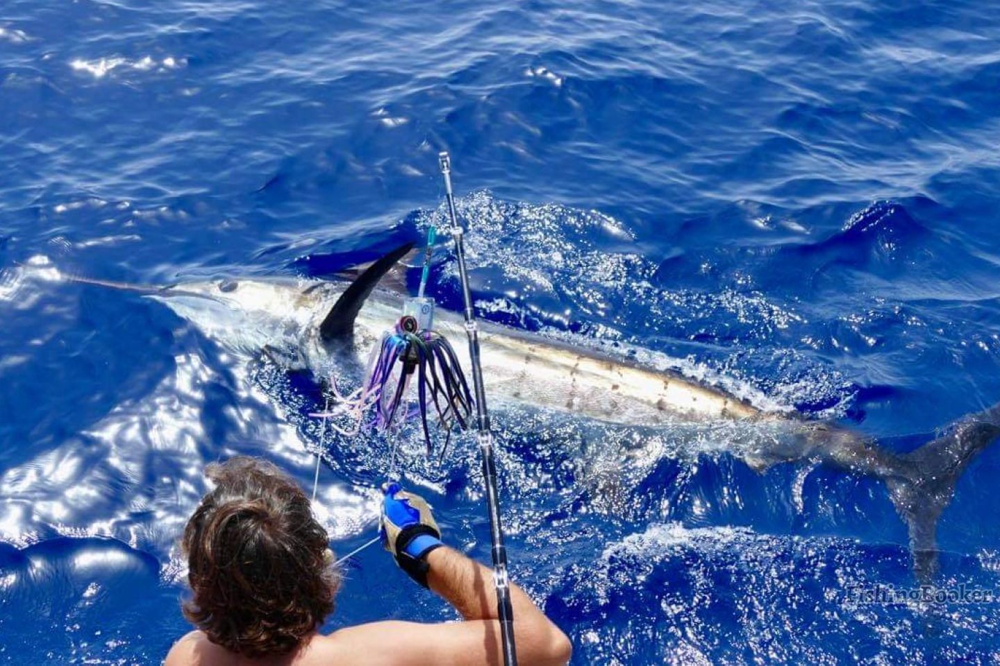 A Blue Marlin being released from a boat